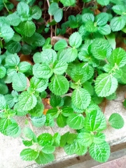Pilea nummulariifolia