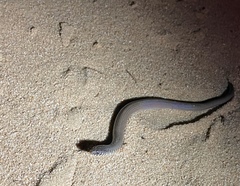 Delma australis