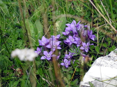 Gentianella anisodonta