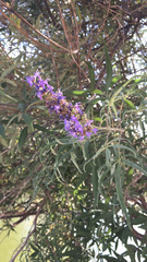 Vitex agnus-castus
