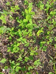 Arachis repens