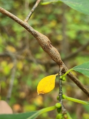 Neolasioptera linderae