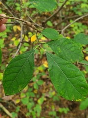 Neolasioptera linderae