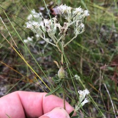 Eupatorium linearifolium