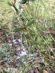 Eupatorium linearifolium