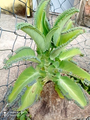 Kalanchoe laetivirens