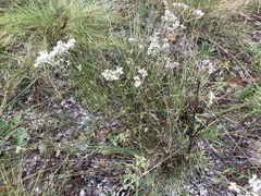 Eupatorium linearifolium
