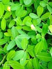 Arachis repens
