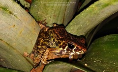 Pulchrana baramica