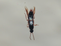 Raphirus
