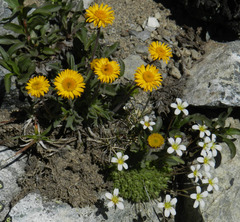 Erigeron aureus