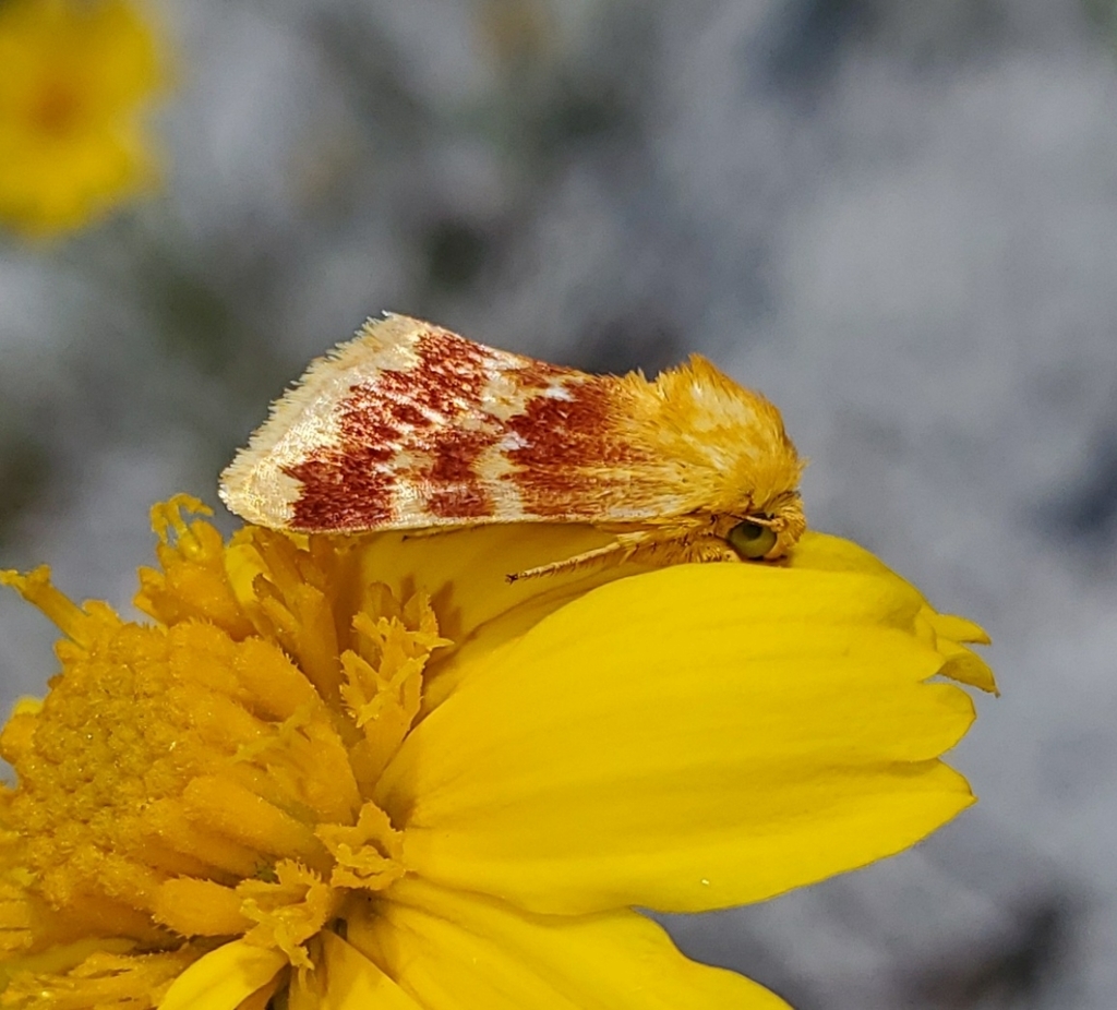 Fuller's flower moth