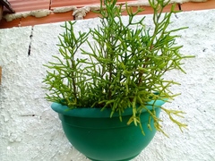 Hatiora salicornoides