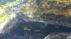 Trachinops taeniatus