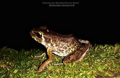Pulchrana baramica