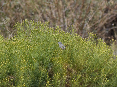 Anairetes flavirostris