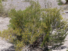Larrea cuneifolia