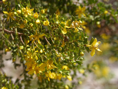 Larrea cuneifolia