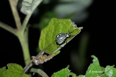 Leptinotarsa undecimlineata