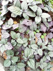 Hemigraphis alternata