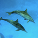 Oceanic Dolphins - Photo (c) Alfonso GonzÃ¡lez, some rights reserved (CC BY-NC-ND)