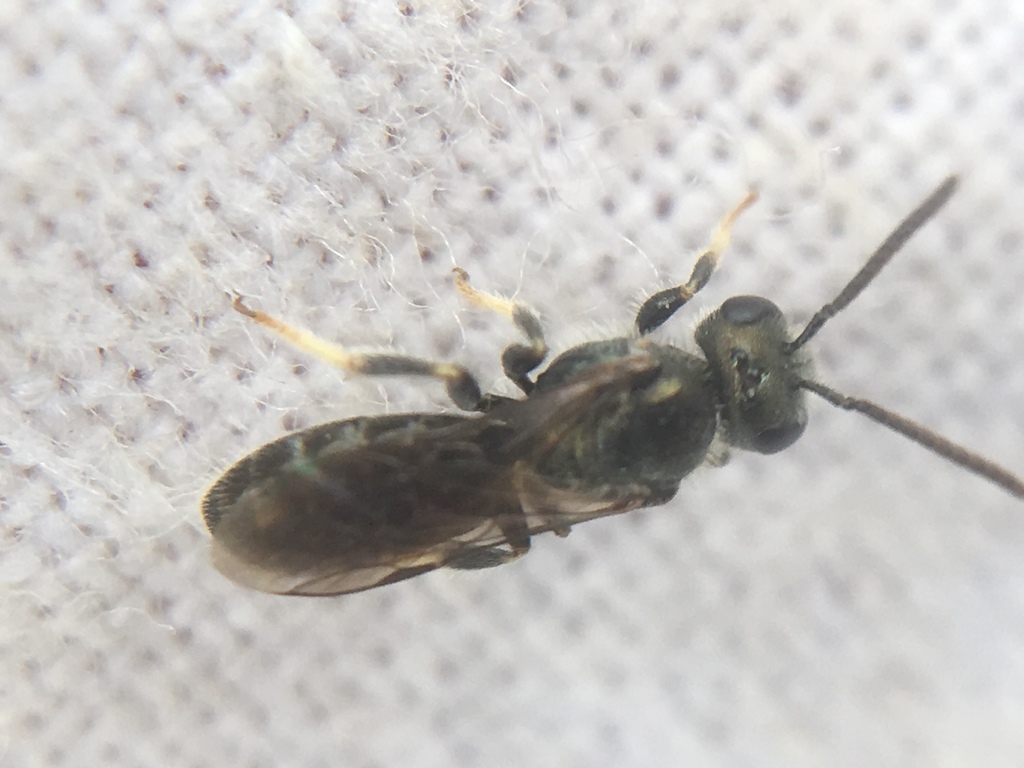 White-footed Furrow Bee