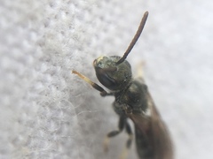 Lasioglossum leucopus
