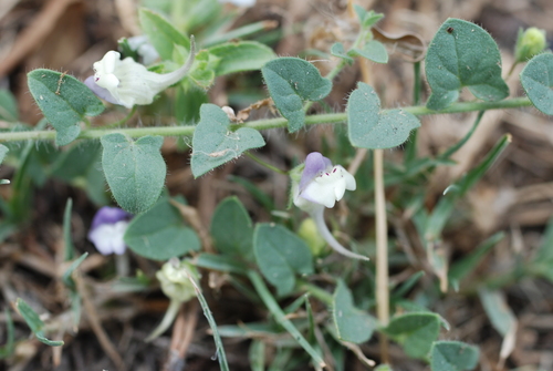 Image of Kickxia commutata by no rights reserved