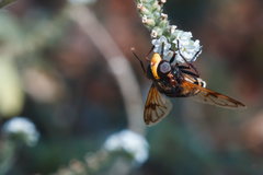 Volucella elegans