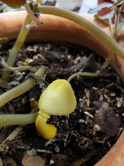 Leucocoprinus birnbaumii image