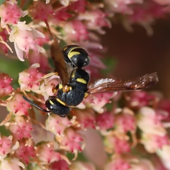 Parancistrocerus vagus