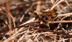 Hylephila fasciolata