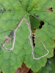 Phytomyza tigris