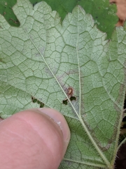 Phytomyza tigris