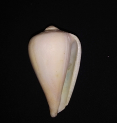 Conus patricius