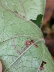 Phytomyza tigris