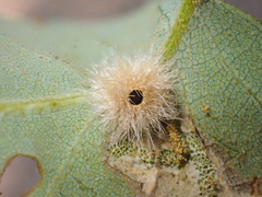 Disholandricus lasius