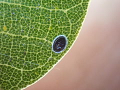 Tetraleurodes perileuca