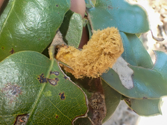 Heteroecus melanoderma