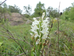 Habenaria roxburghii
