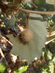 Disholandricus lasius