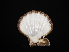 Nodipecten subnodosus
