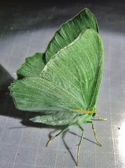 Geometra papilionaria