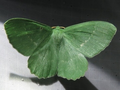 Geometra papilionaria