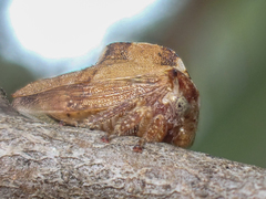 Telamonanthe