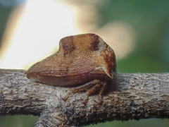 Telamonanthe