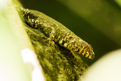 Sceloporus pyrocephalus