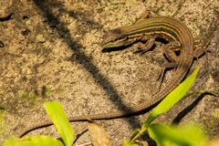 Aspidoscelis deppii infernalis