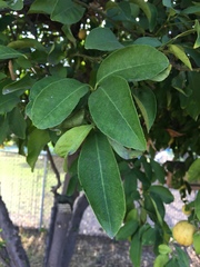 Citrus × aurantium