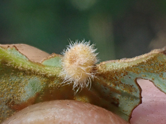 Disholandricus lasius